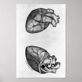  anatomische illustratie poster
