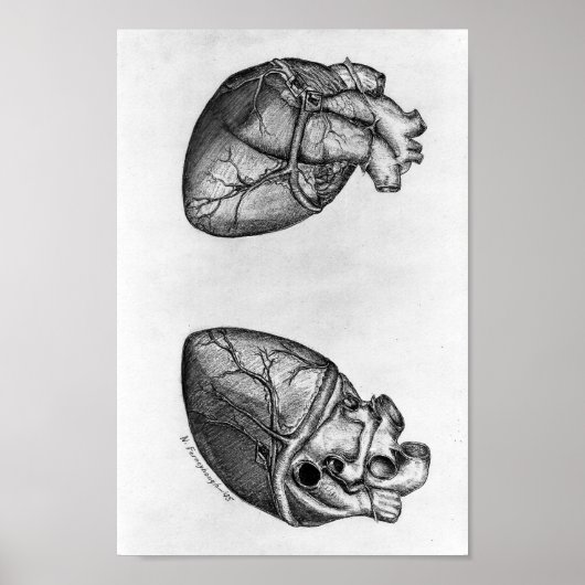  anatomische illustratie poster (Voorkant)