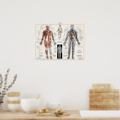  anatomische illustratie poster (Keuken)