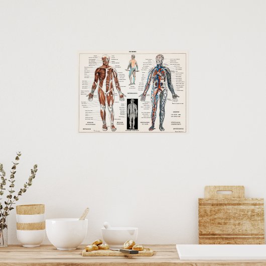 anatomische illustratie poster (Keuken)
