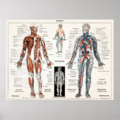 anatomische illustratie poster (Voorkant)