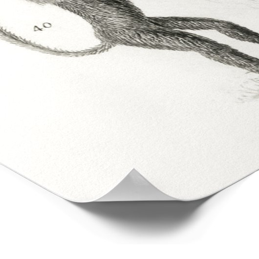 anatomische illustratie poster (Hoek)