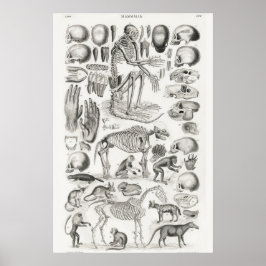  anatomische illustratie poster