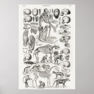 anatomische illustratie poster