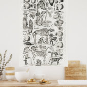  anatomische illustratie poster (Keuken)