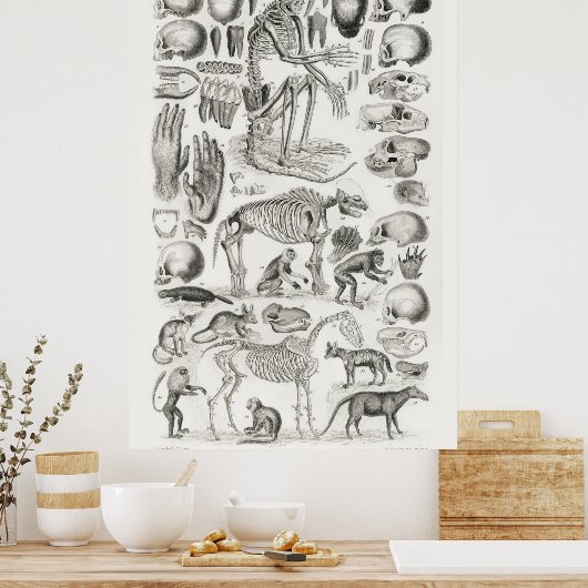 anatomische illustratie poster (Keuken)