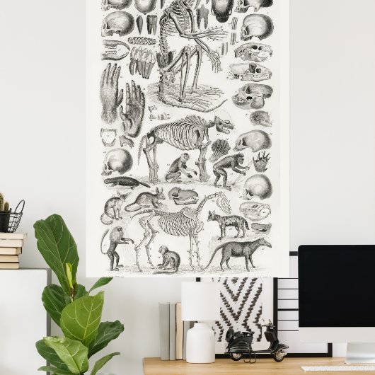  anatomische illustratie poster (Thuiskantoor)