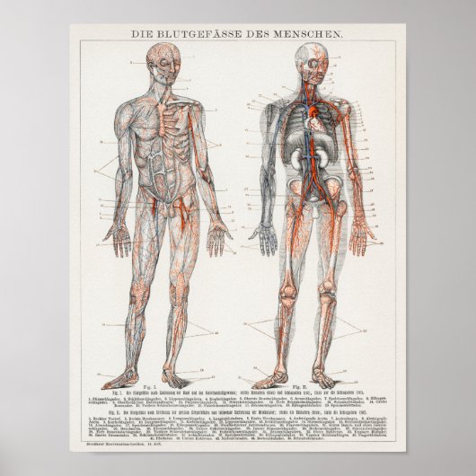 anatomische illustratie poster (Voorkant)