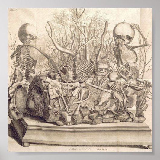  anatomische illustratie poster (Voorkant)