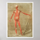 anatomische illustratie poster (Voorkant)