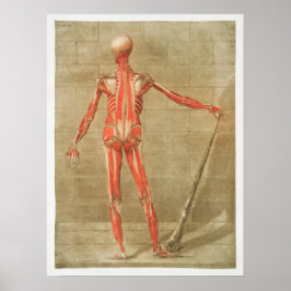  anatomische illustratie poster