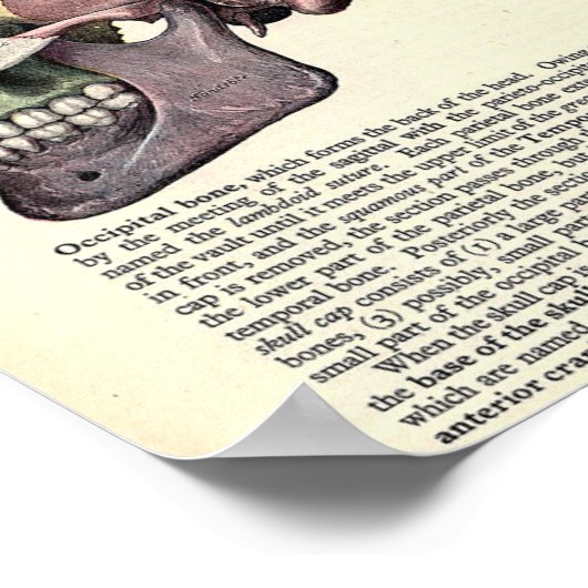 anatomische illustratie poster (Hoek)