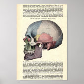 anatomische illustratie poster (Voorkant)