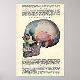  anatomische illustratie poster