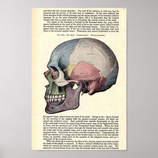 anatomische illustratie poster (Voorkant)