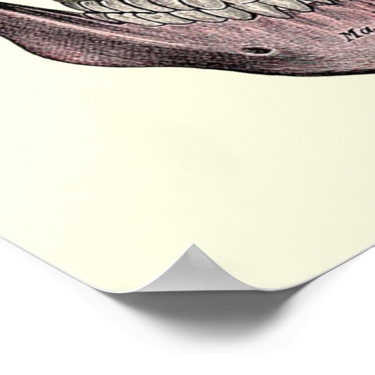  anatomische illustratie poster (Hoek)