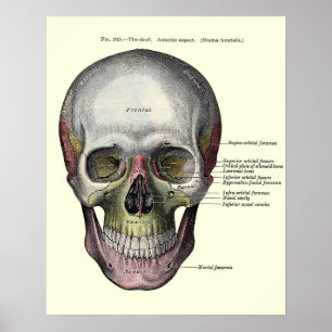  anatomische illustratie poster