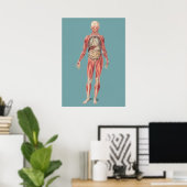  anatomische illustratie poster (Thuiskantoor)