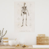  anatomische illustratie poster (Keuken)