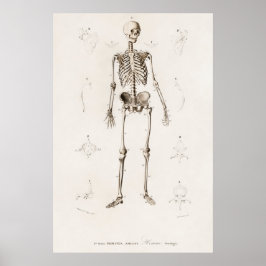  anatomische illustratie poster