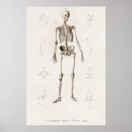  anatomische illustratie poster (Voorkant)