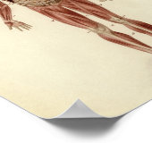  anatomische illustratie poster (Hoek)