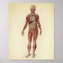 anatomische illustratie poster