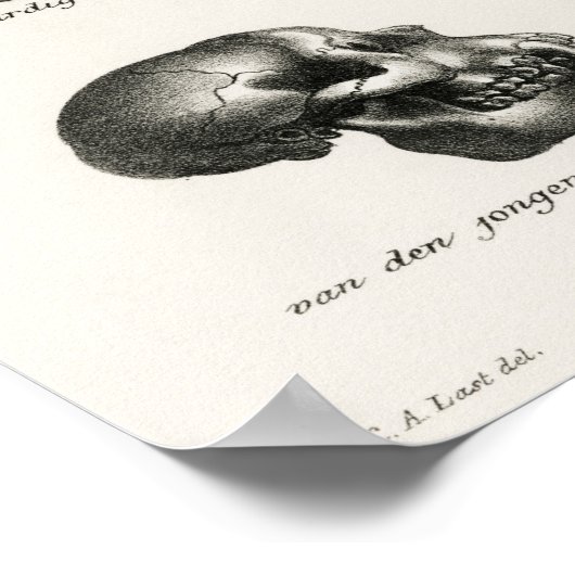  anatomische illustratie poster (Hoek)