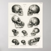  anatomische illustratie poster (Voorkant)