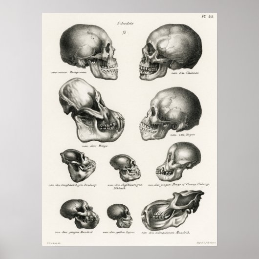  anatomische illustratie poster (Voorkant)