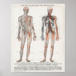  anatomische illustratie poster