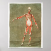 anatomische illustratie poster (Voorkant)