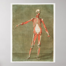  anatomische illustratie poster