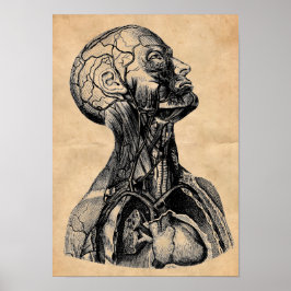  anatomische illustratie van het bovenlichaam poster