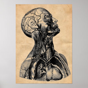  anatomische illustratie van het bovenlichaam poster