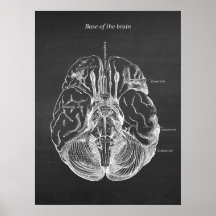 Anatomische illustratie van het brein Afdruk nr. 3