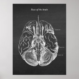 Anatomische illustratie van het brein Afdruk nr. 3 Poster