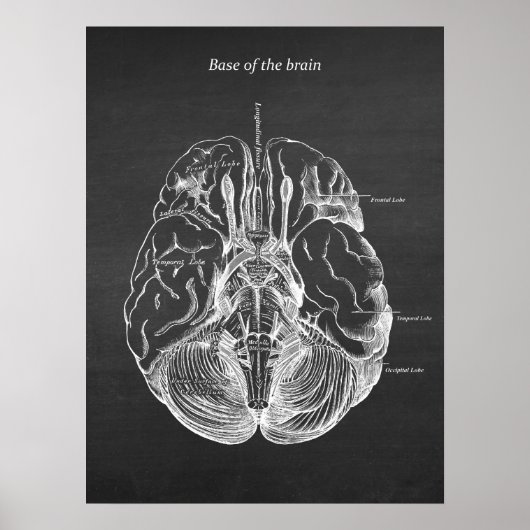 Anatomische illustratie van het brein Afdruk nr. 3 Poster (Voorkant)