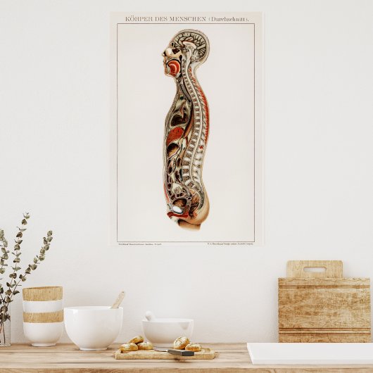 anatomische kaart van het menselijk lichaam poster (Keuken)