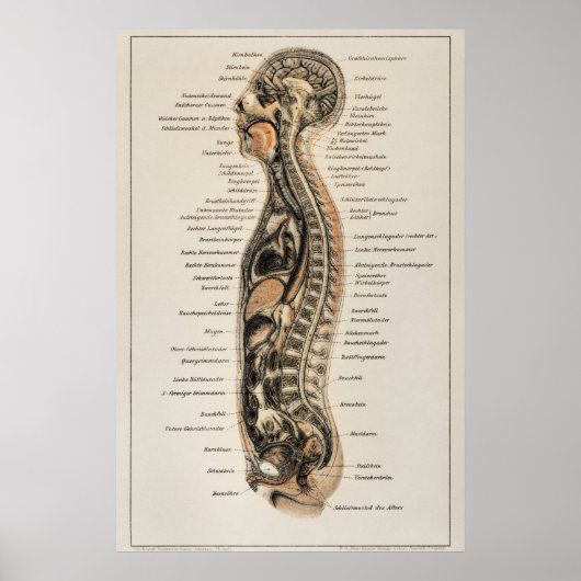 anatomische kaart van het menselijk lichaam poster (Voorkant)