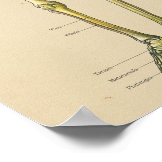  anatomische kaart van het menselijk skeleton poster (Hoek)