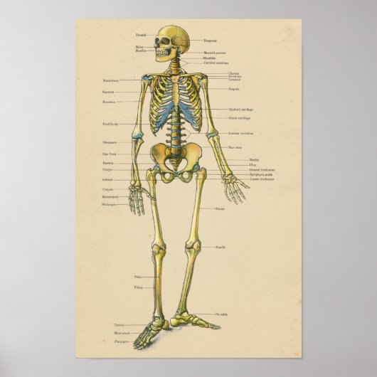 anatomische kaart van het menselijk skeleton poster (Voorkant)