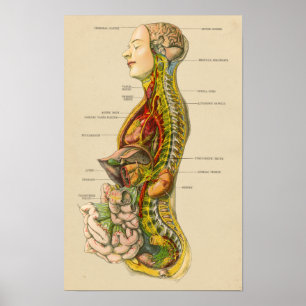  anatomische kaart van het menselijk zenuwstelsel poster