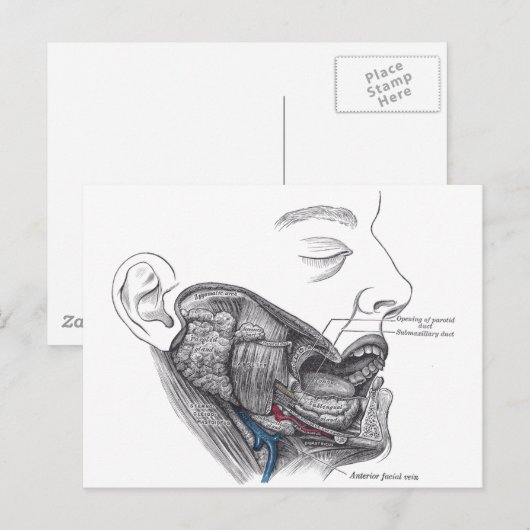 anatomische mond briefkaart (Voorkant / Achterkant)