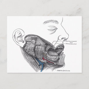 anatomische mond briefkaart