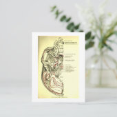  anatomische ondergrond van de schedel briefkaart (Staand voorkant)