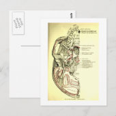  anatomische ondergrond van de schedel briefkaart (Voorkant / Achterkant)