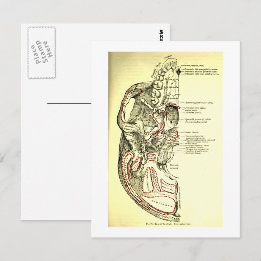  anatomische ondergrond van de schedel briefkaart (Voorkant / Achterkant)