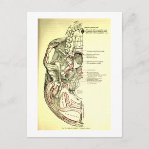  anatomische ondergrond van de schedel briefkaart