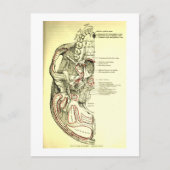  anatomische ondergrond van de schedel briefkaart (Voorkant)